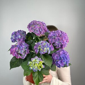 Гортензия в горшке 