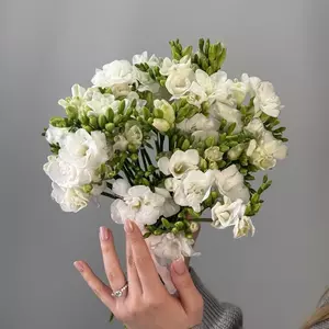 Фрезия 